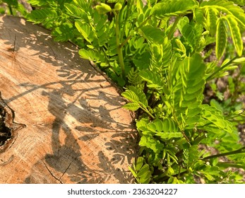 close up of cutting trunk in the forest