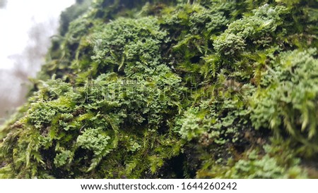 Close up of Cyan lichen and other lichens and moss