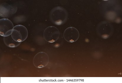 Close Up Of The Cyprinid Fish Embryo Incubates In Its Egg. Aquaculture. Fish Eggs Development. Northern Thailand.