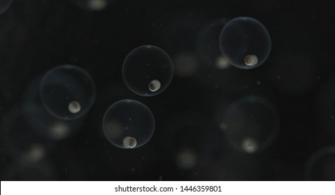 Close Up Of The Cyprinid Fish Embryo Incubates In Its Egg. Aquaculture. Fish Eggs Development. Northern Thailand.