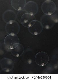 Close Up Of The Cyprinid Fish Embryo Incubates In Its Egg. Aquaculture. Fish Eggs Development. Northern Thailand.