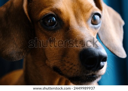Close Up of Dachshund Dog With Sad Expression