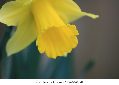 A close up of a daffodil in early spring