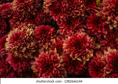 Close Up Of Dahlia Flowers Processed To Get A Dark Red And Yellow Moody Effect. Texture, Patterns.
