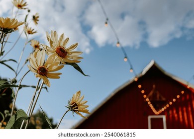 Close up of daisies with twinkle lights, partly cloudy blue skies and a red barn in the background. - Powered by Shutterstock