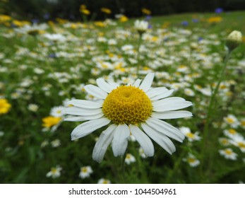 close up daisy