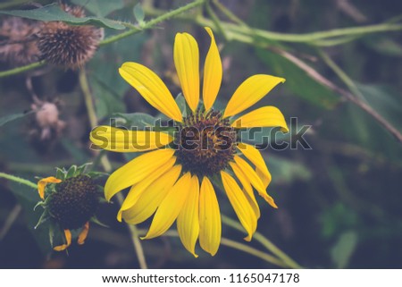 Close up of daisy