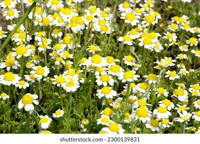 Close up daisy camomile flower background wallpaper. Selective focus of daisy flower. 