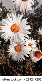 Close Up Of Daisy Flower With Bug Over The Top Of Petal