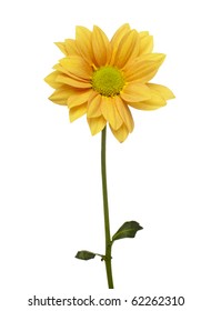 close up of daisy flower on white background with clipping path