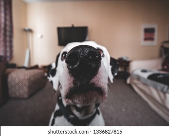 Close Up Of Dalmation