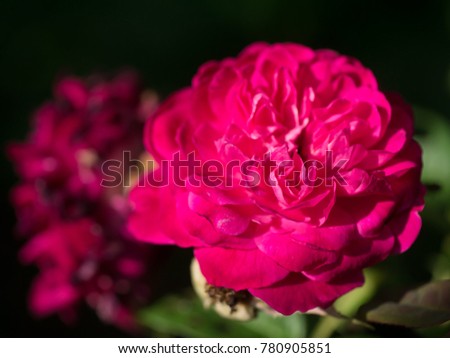 Similar – Image, Stock Photo Rose dries up Plant Flower