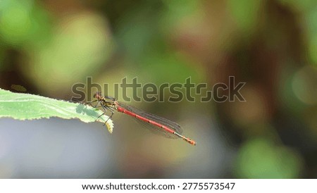 A close up of a Damsel fly
