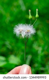 close up Dandelion