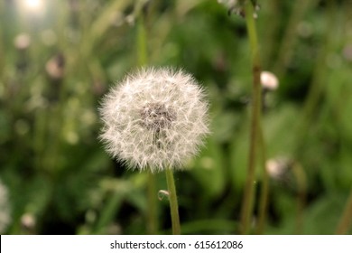 Close up of dandelion.