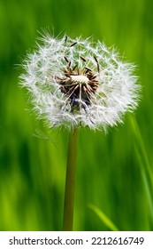 Close Up Of A Dandelion Clock