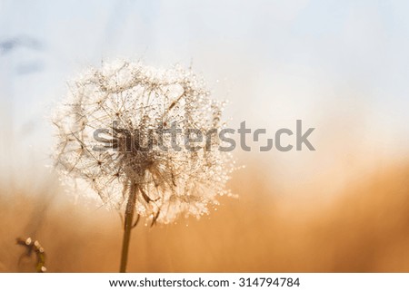 Image, Stock Photo dandelions macro close up