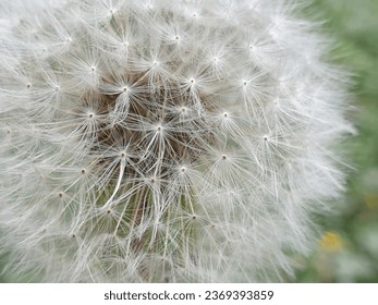 close up dandelion flower seed - Powered by Shutterstock