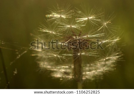 Similar – Foto Bild Kleines, haariges Blümchen im Gegenlicht