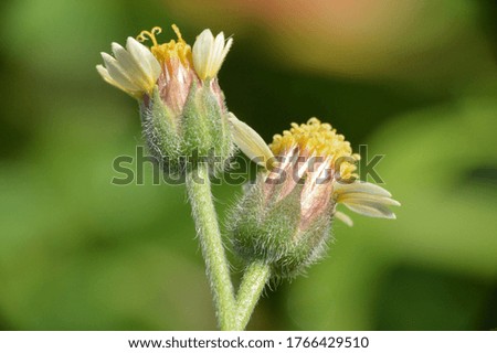 close up of dandelion flowers