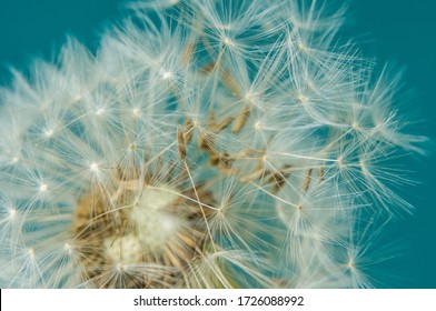 Close up of dandelion head and seeds on a teal background - Shutterstock ID 1726088992