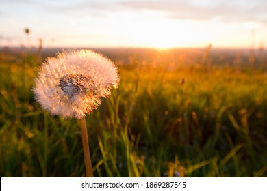 Стоковая фотография: Close up of a dandelion head in a tranquil field at sunset