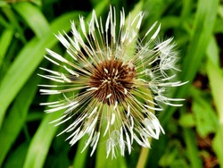Close Up Of A Dandelion Seed Head Following Heavy Rain
