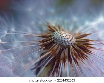 Close up of a dandelion seeds - Powered by Shutterstock