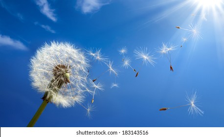 Close up of dandelion spores blowing away 