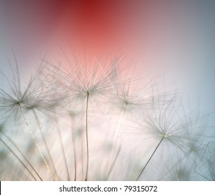 Close up of dandelion, very selective focus - Powered by Shutterstock