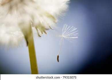 Close up of dandelion, very selective focus - Powered by Shutterstock