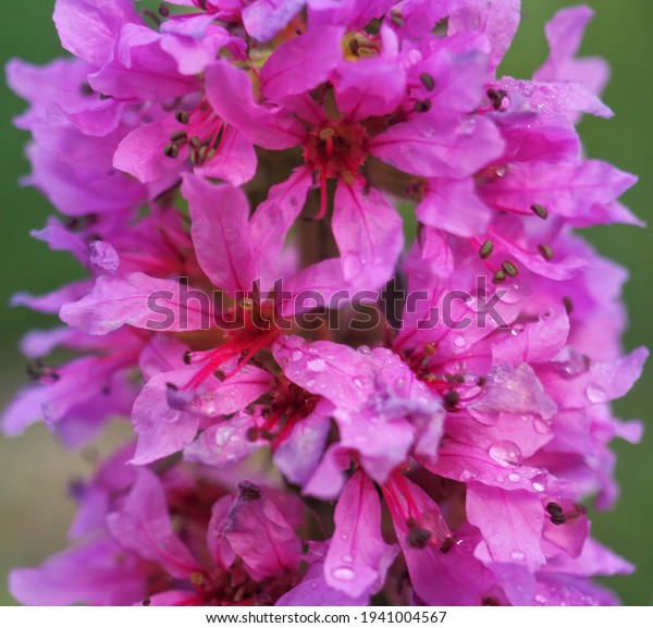 Close up of a dark pink flower with dew\
drops - Lythrum salicaria (purple\
loosestrife)