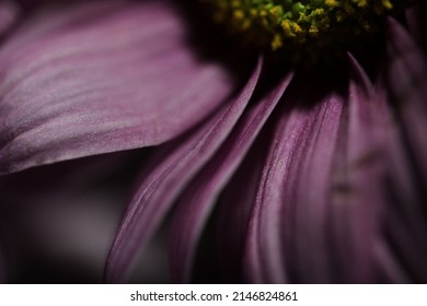 Close Up Of A Dark Purple Flower On A Black Background Abstract