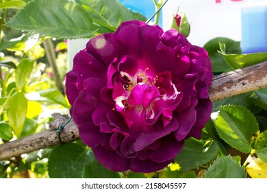 Close Up Dark Purple Rose On Green Garden Bush 