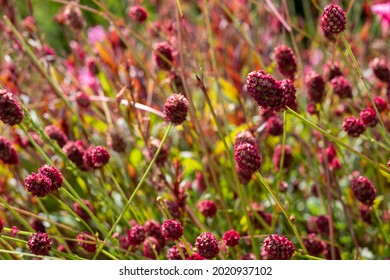 Close up of dark red, drought-resistant perennial Sanguisorba Tanna Burnet flowers, photographed in the sun in mid summer in the UK.