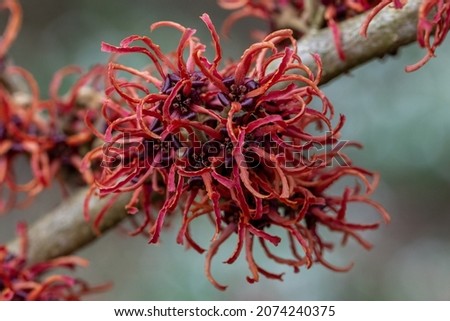 Close up of dark red Hamamelis x intermedia Rubin flowers in winter