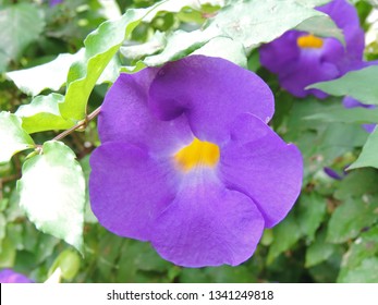 Bush With Purple Flowers With Yellow Center High Res Stock Images Shutterstock