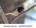 close up of Dark-eyed Junco in a pine tree at lake tahoe