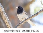 close up of Dark-eyed Junco in a pine tree at lake tahoe
