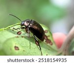 Close up of Darkling beetle (Tenebrionidae), macro shot of beetle in green leaves