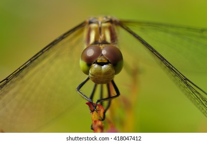 Close up from a Darter