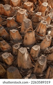 Close up date palm tree trunk texture in a sunny day.