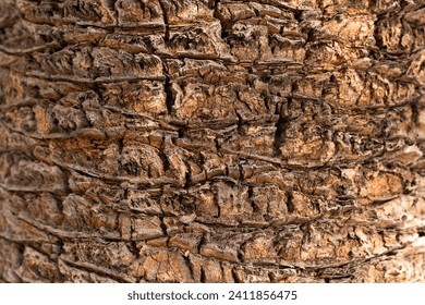 Close up date palm tree trunk texture in a sunny day