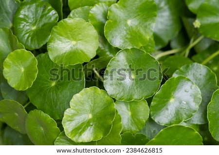 Close up of Daun Pegagan, Centella asiatica leaves, in shallow focus.