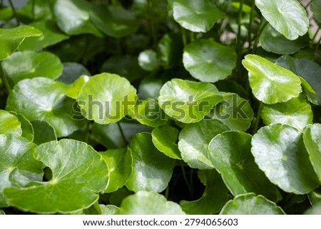 Close up of Daun Pegagan, Centella asiatica leaves, in shallow focus.