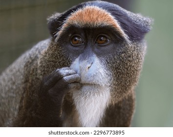 Close up of a de brazza monkey from very close looking at camera