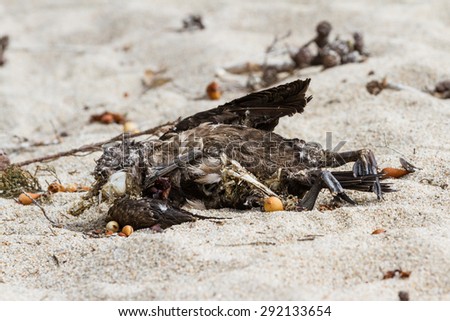 Similar – Image, Stock Photo Dead bird on beach Bird