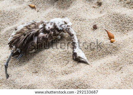 Image, Stock Photo Dead bird on beach Bird