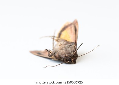 Close up of dead deadly moth isolated on white background