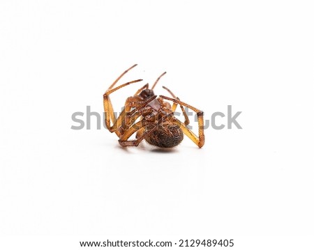 Close up of dead deadly spider isolated on white background